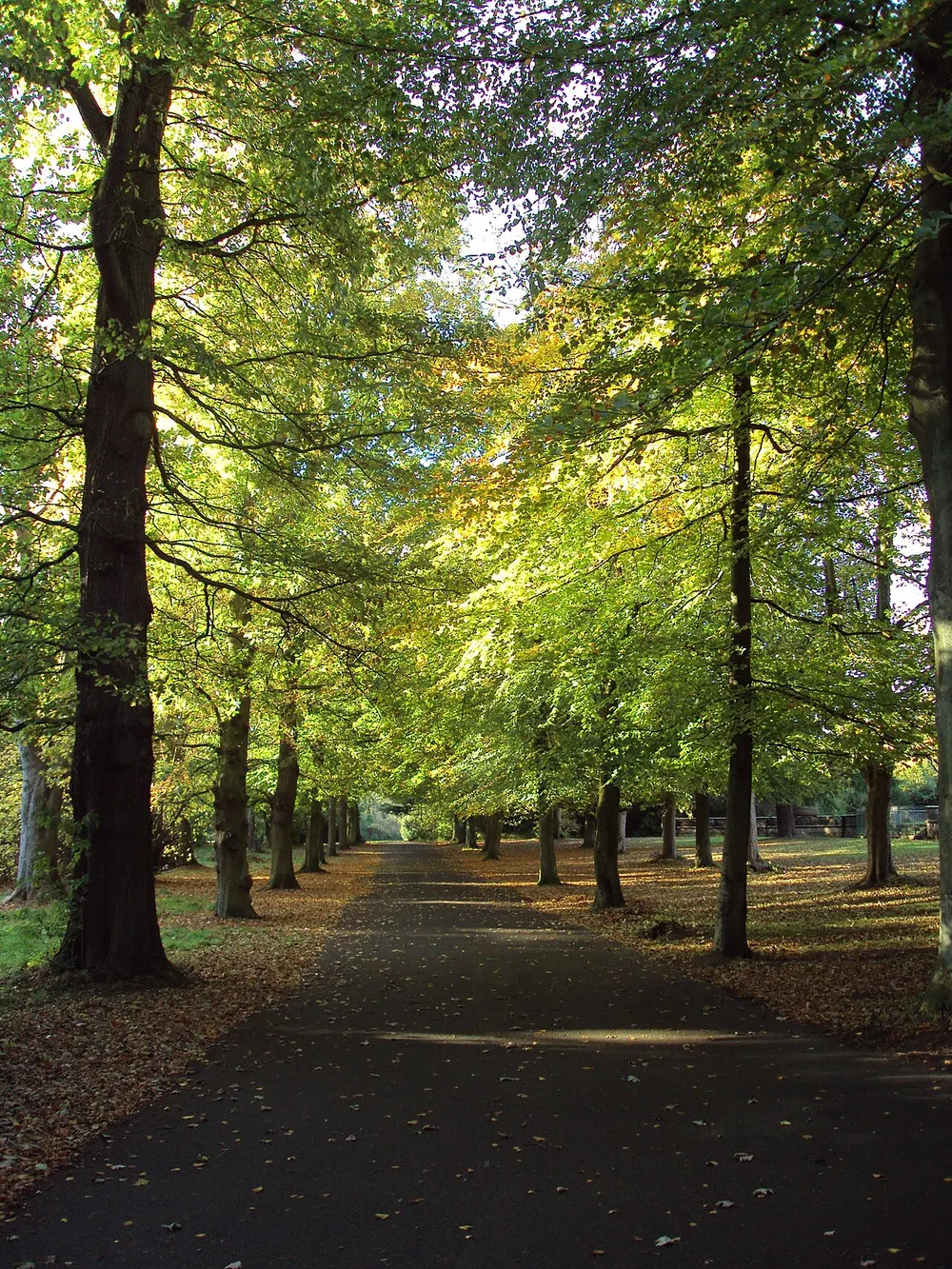 Arrowe Country Park, the local landmark of CH49