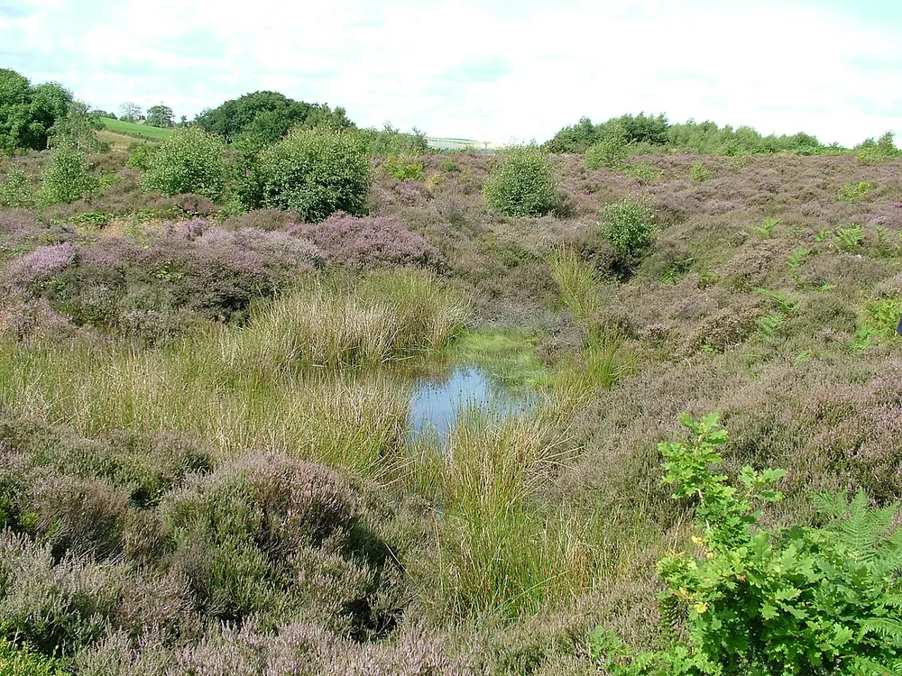 Waldridge Fell, the local landmark of DH2