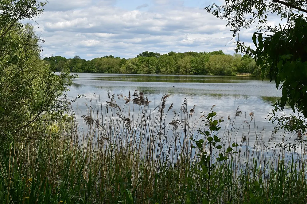 Dinton Pastures Country Park, the local landmark of RG5